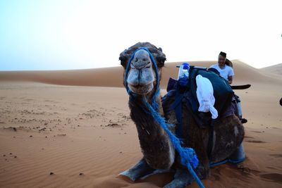 Man with camel on desert against clear sky