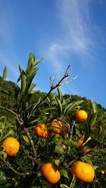 Oranges growing on tree at orchard against sky