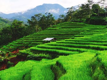 Scenic view of agricultural field