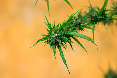 Marijuana or cannabis flowers close up and selective focus