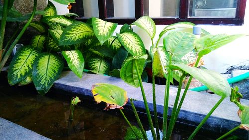 Close-up of fresh green plants in water