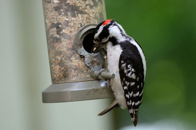 Close-up of bird perching on feeder