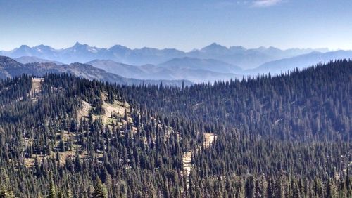 High angle shot of trees on landscape