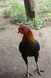 Rooster on tree