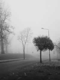 Trees on field against sky