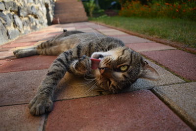 Portrait of cat lying on footpath