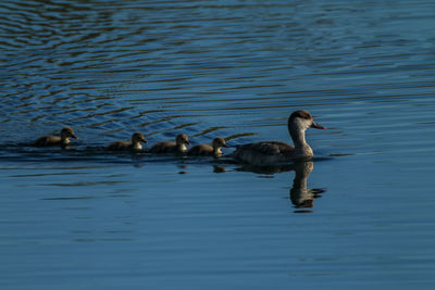 Ducks swimming in lake