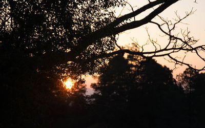 Close-up of silhouette tree against sky during sunset