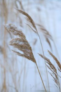 Close-up of stalks against blurred background