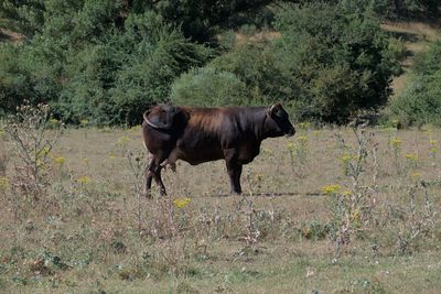 animal