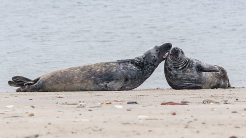 Seals playing on the beach