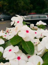 Close-up of white flowers blooming on tree