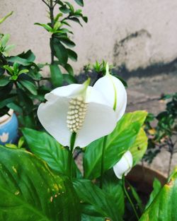 Close-up of flowers blooming outdoors