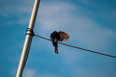 Low angle view of bird perching on cable against sky