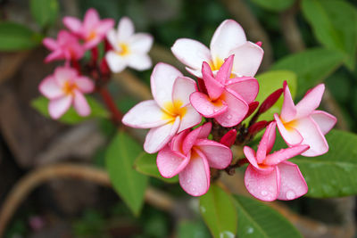 Close-up of pink flowering plant