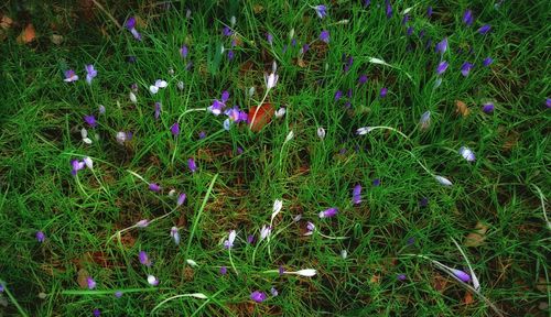 Close-up of flowers