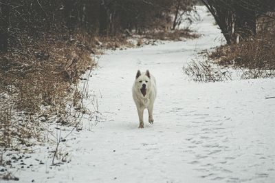 Portrait of dog on snow field