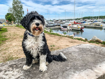 Dog sitting on the shore by a marina