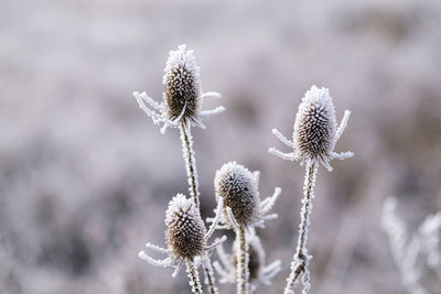 Close-up of wilted plant