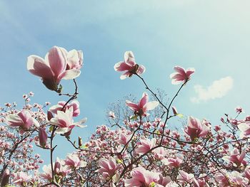 Low angle view of pink cherry blossoms against sky