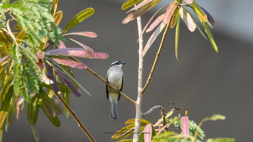 Close-up of bird perching on plant