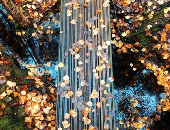 High angle view of leaves falling on plant by building