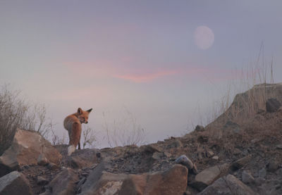 Horse standing on rock against sky during sunset