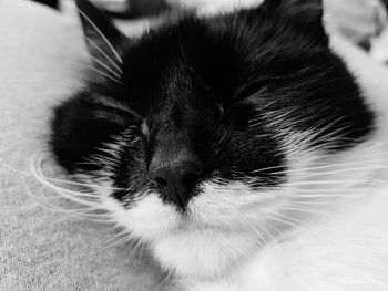 Close-up of cat sleeping