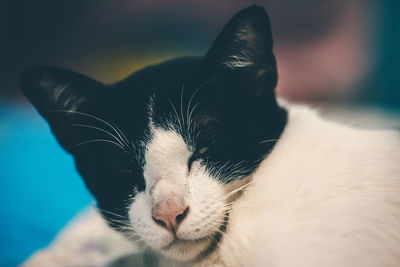 Close-up of a cat