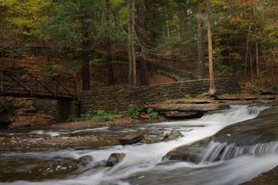 Stream flowing through forest