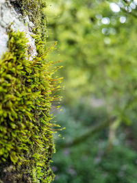 Close-up of lichen growing on tree trunk