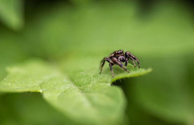 Close-up of fly on leaf