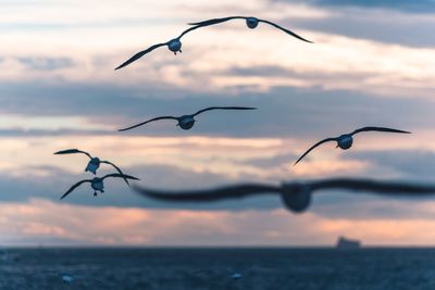 Birds flying over sea against sky