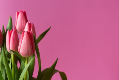 Close-up of pink tulip against red background