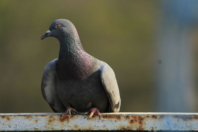 Close-up of bird perching outdoors