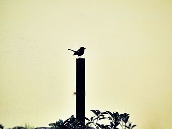 Low angle view of bird perching against clear sky