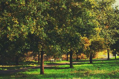 Trees on grassy field