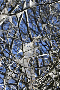 Low angle view of bare tree against sky