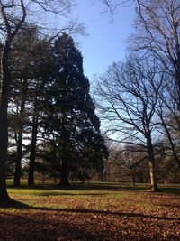 Bare trees on grassy field