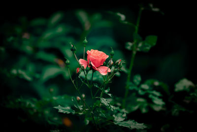 Close-up of pink flowering plant