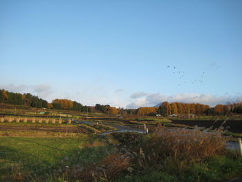 Scenic view of field against clear sky