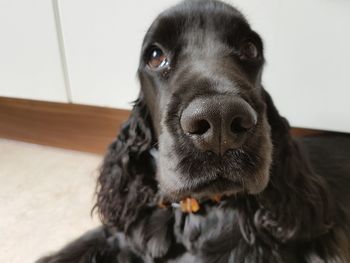 Close-up portrait of black english cocker spaniel relaxing at home