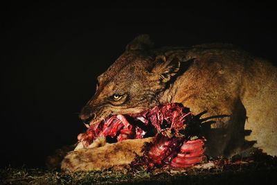 Lion eating raw food at south luangwa national park