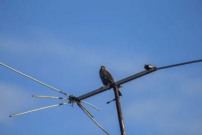 Low angle view of birds perching on cable against sky