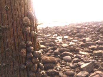 Close-up of pebbles