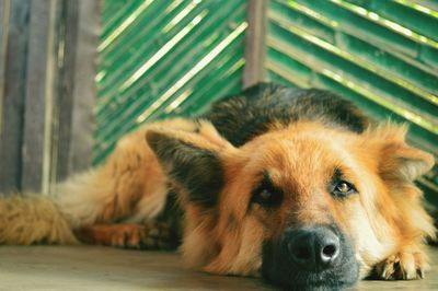 Close-up portrait of dog