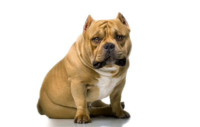 Portrait of dog against white background