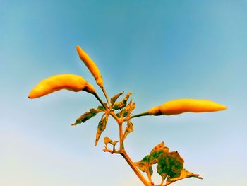 Low angle view of orange flowering plant against blue sky