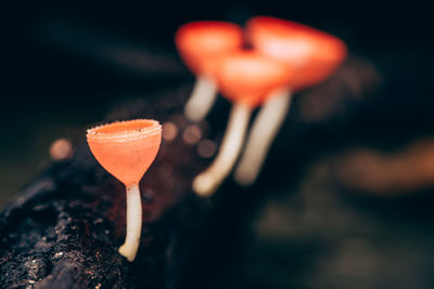 Close-up of red mushroom