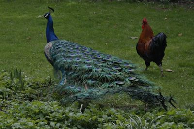 Ducks on a field